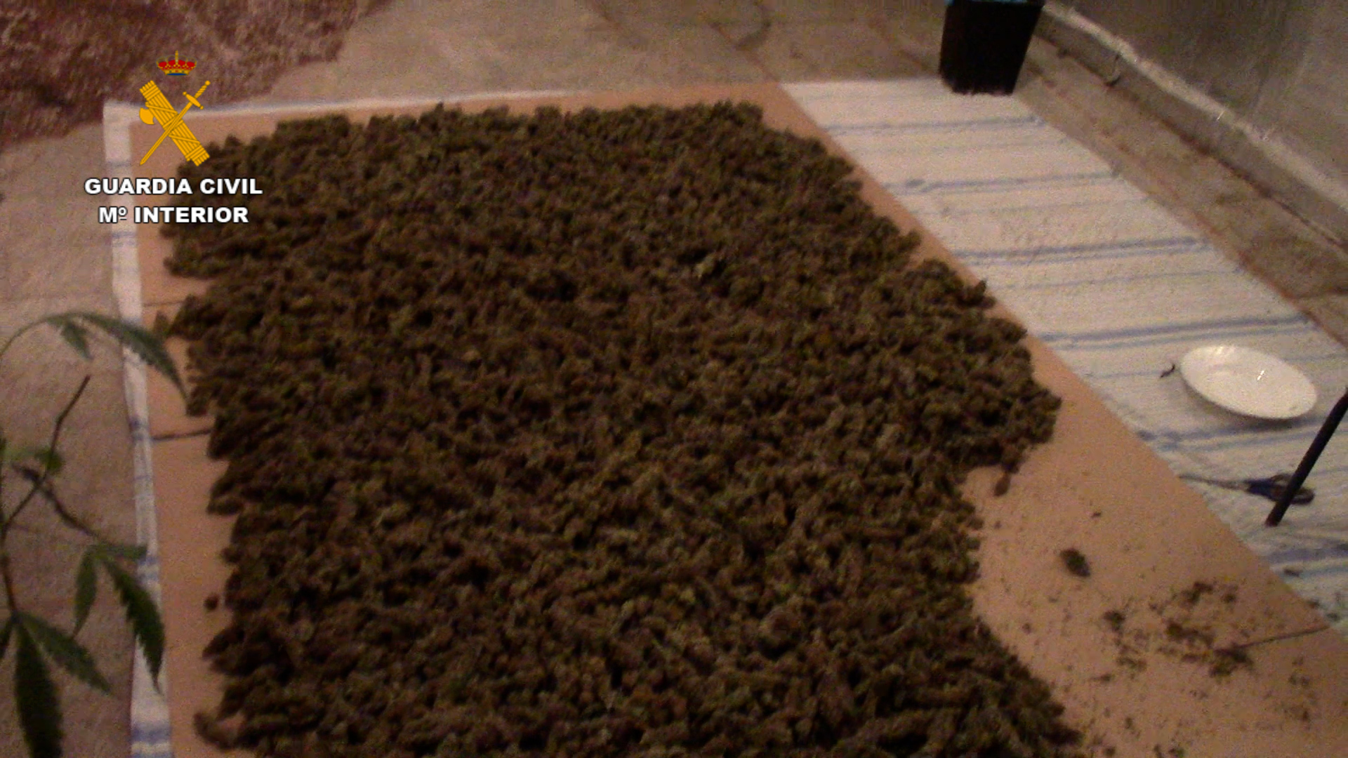 Secadero de cogollos de marihuana