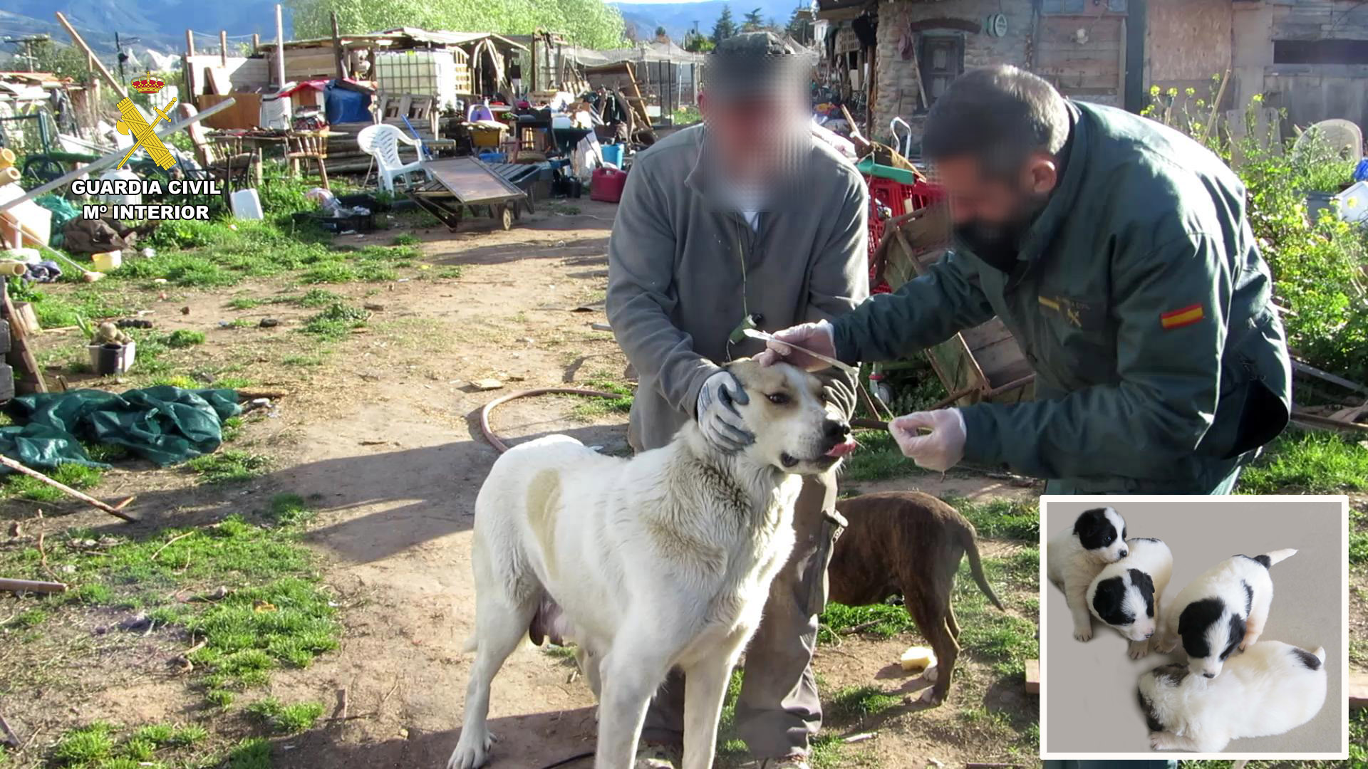 Seprona abandono animal ADN 1