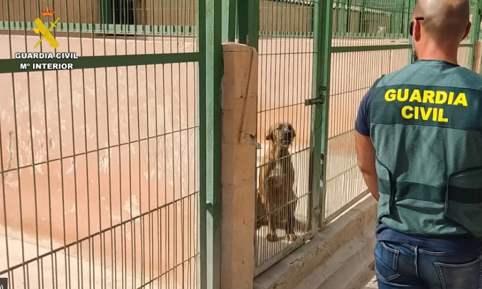 Sin título 1 perros estafa