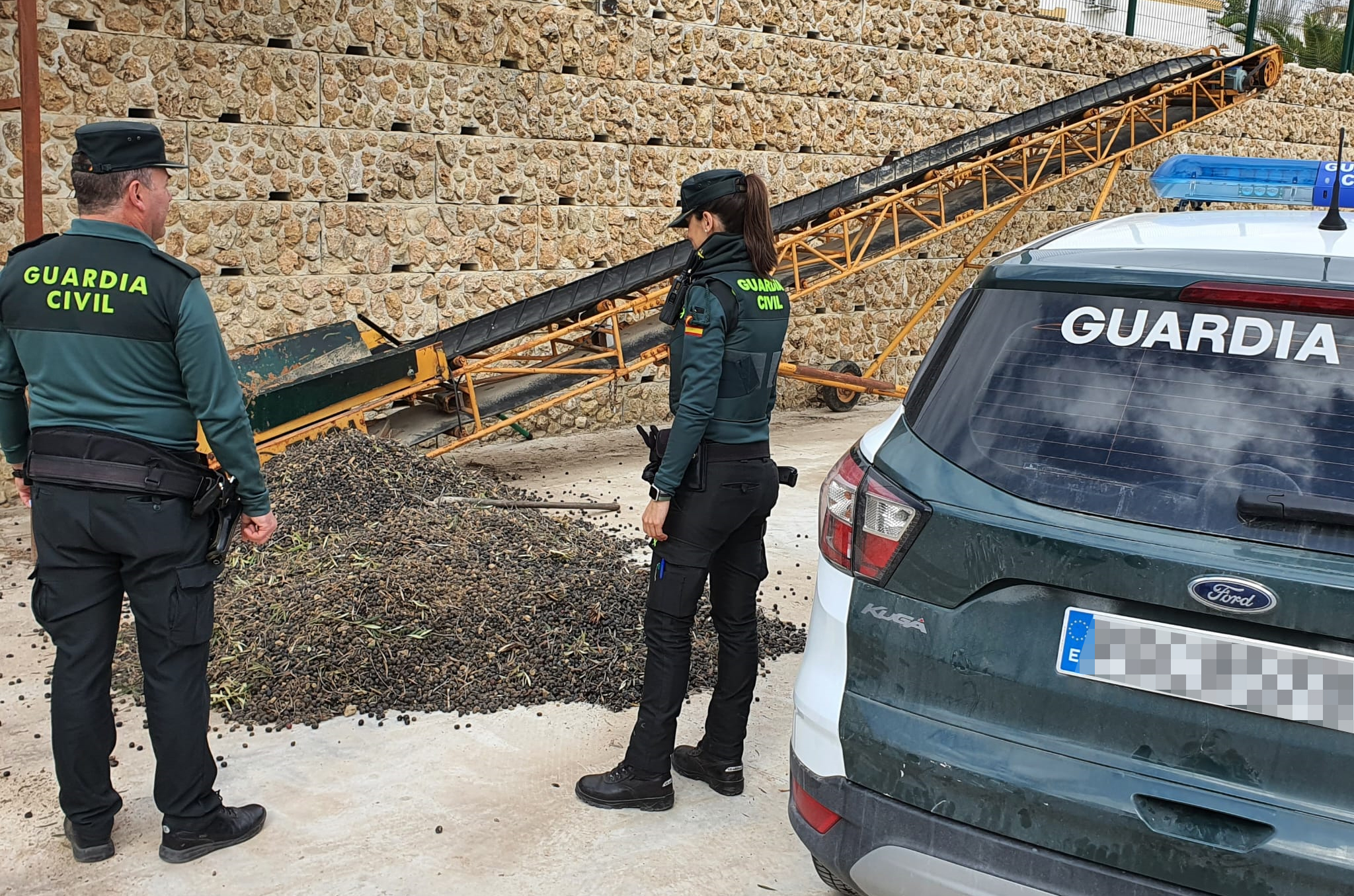 Sin título aceituna cordoba