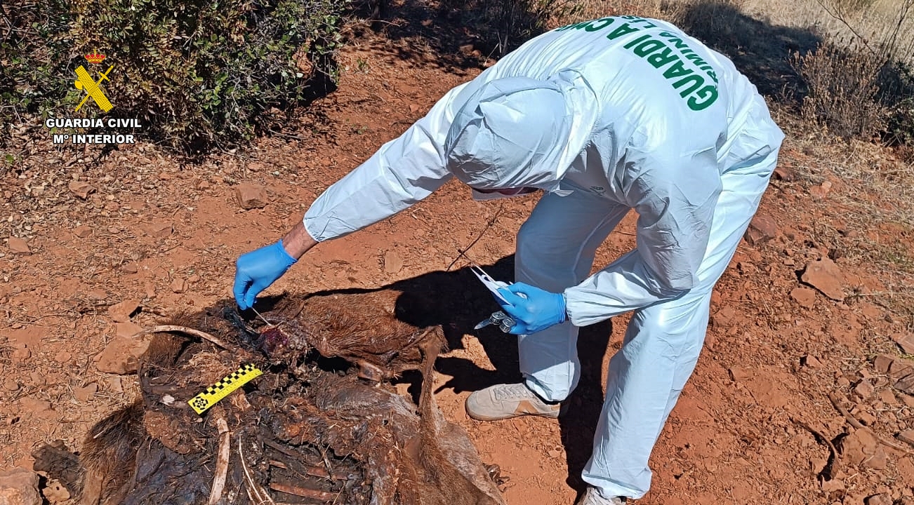 Toma de muestras cadáver del animal