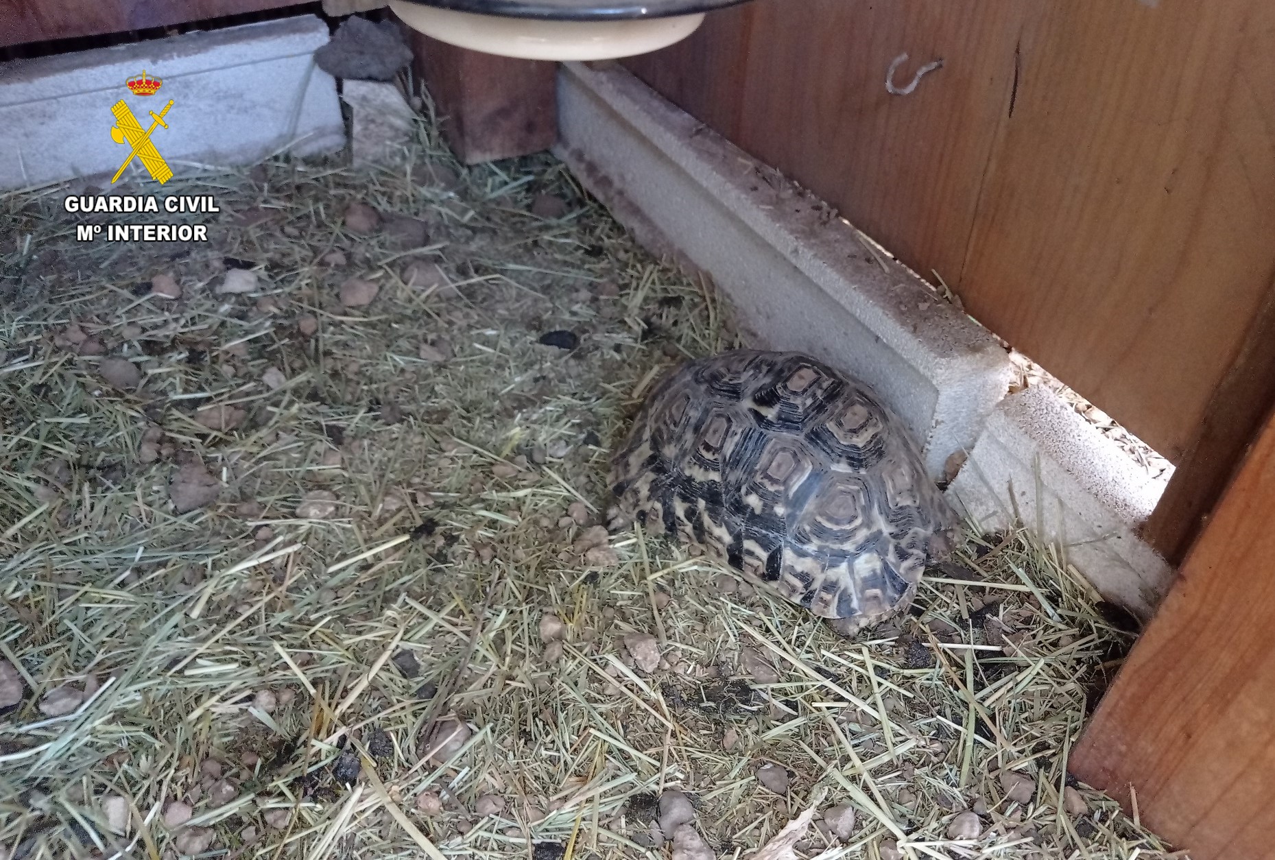 Tortuga leopardo