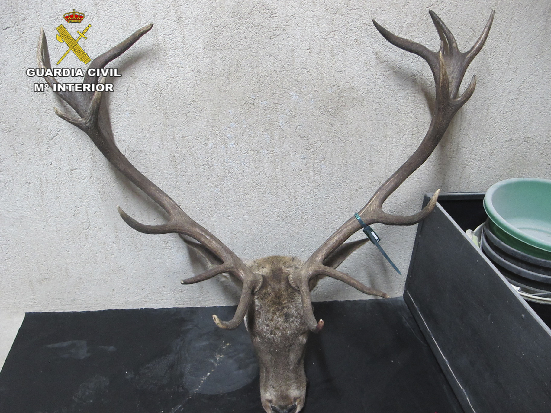 VENADO