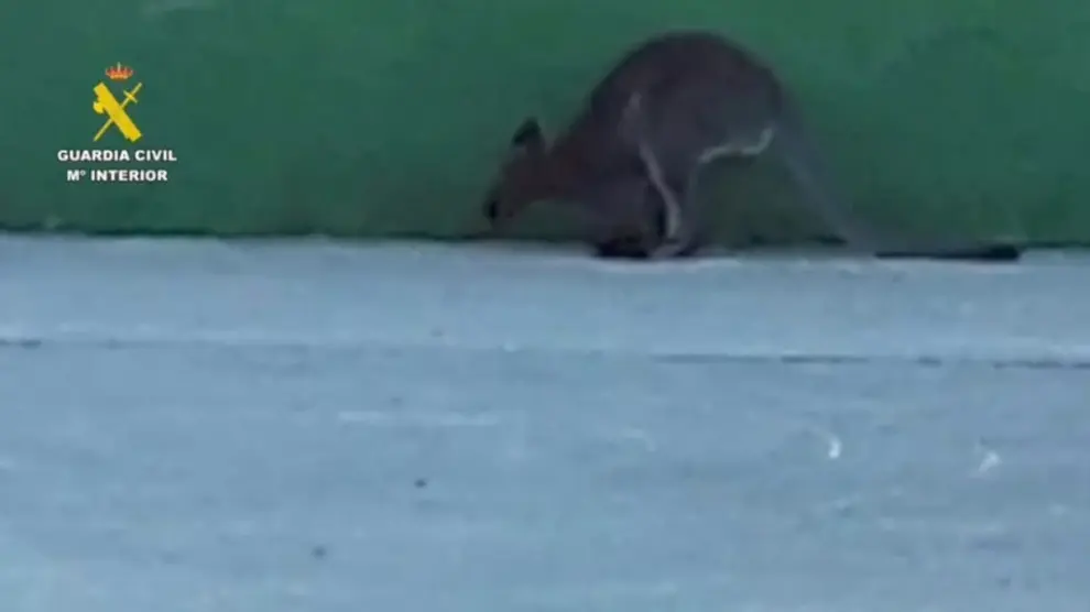 agentes del seprona consiguen atrapar a dos canguros que se habian escapado de una finca de villanueva de la canada