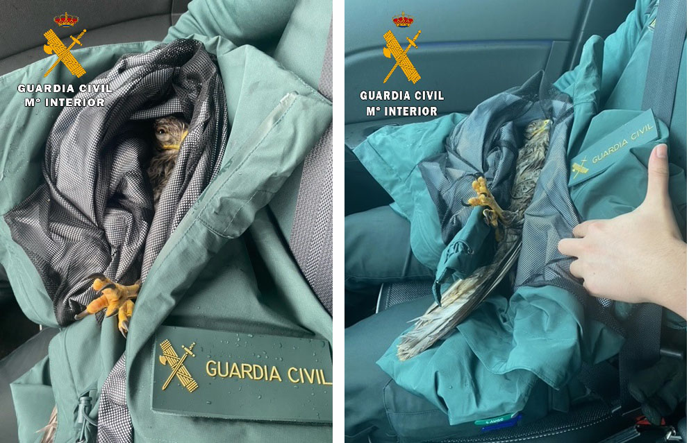 aguila ratonera huesca