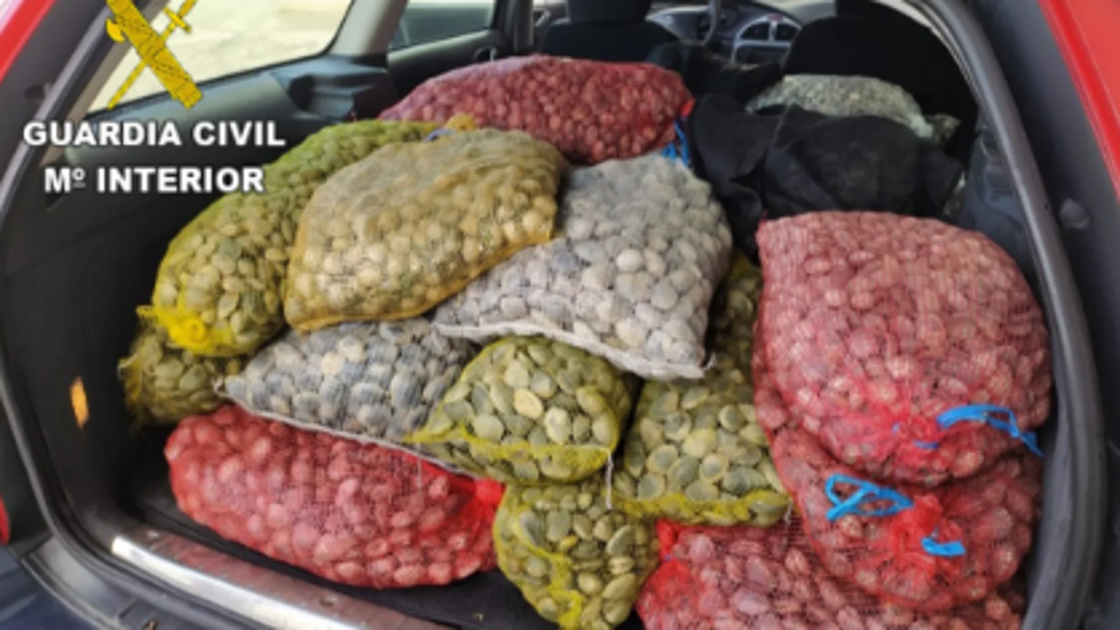 almejas iban escondidas debajo lona 97