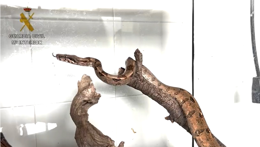 boa constrictor villalbilla