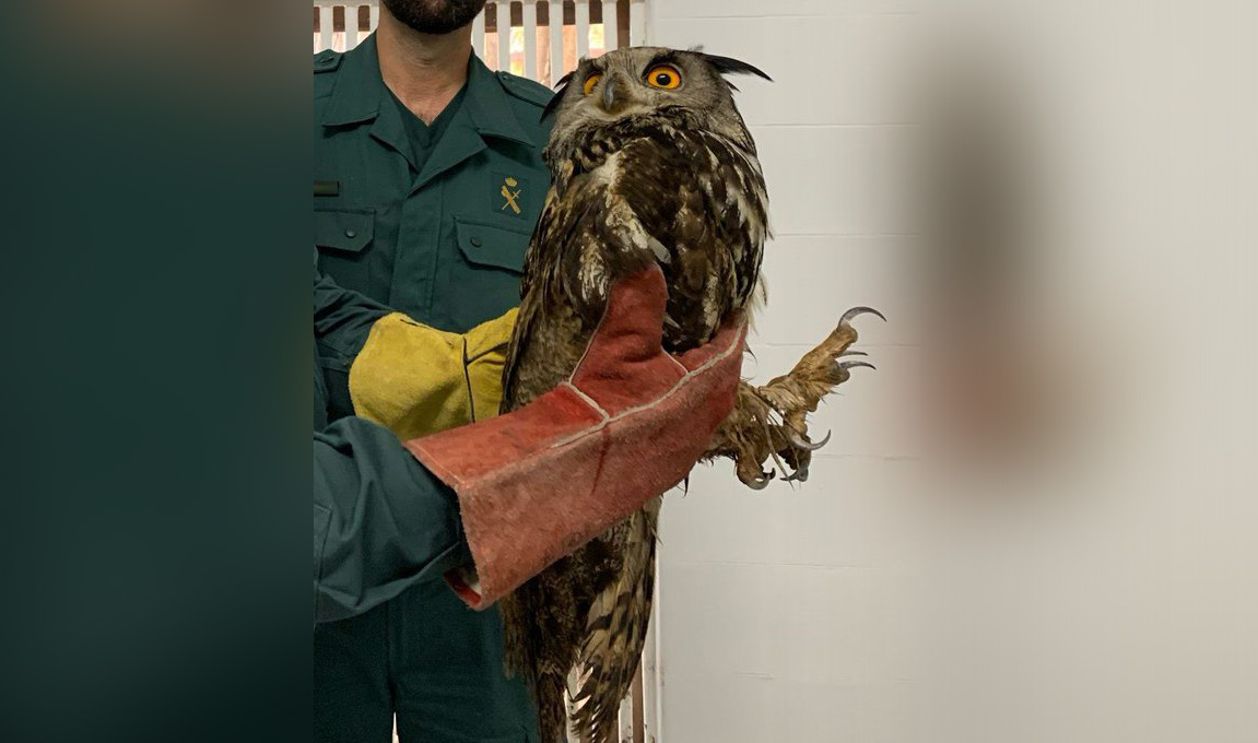 buho seprona guadalajara