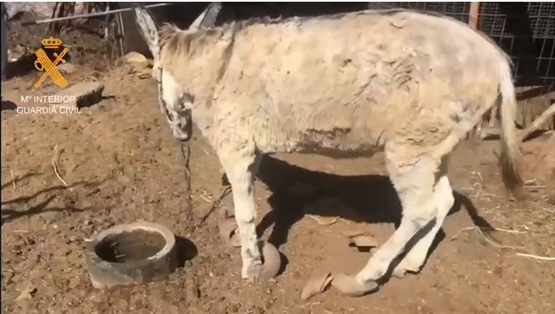 burro maltrato animal