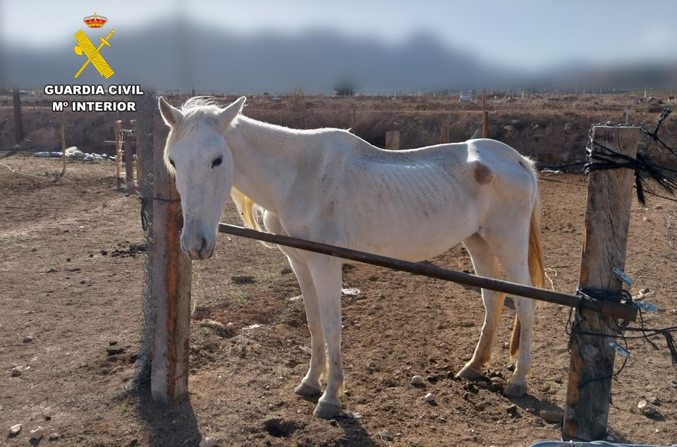 caballo