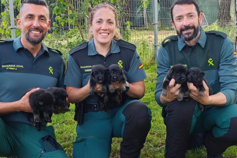 cachorros guardia civil