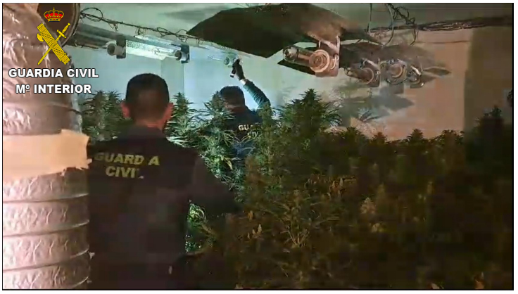 ciudad real plantacion