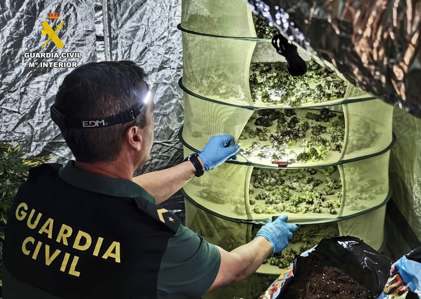 cogollos marihuana