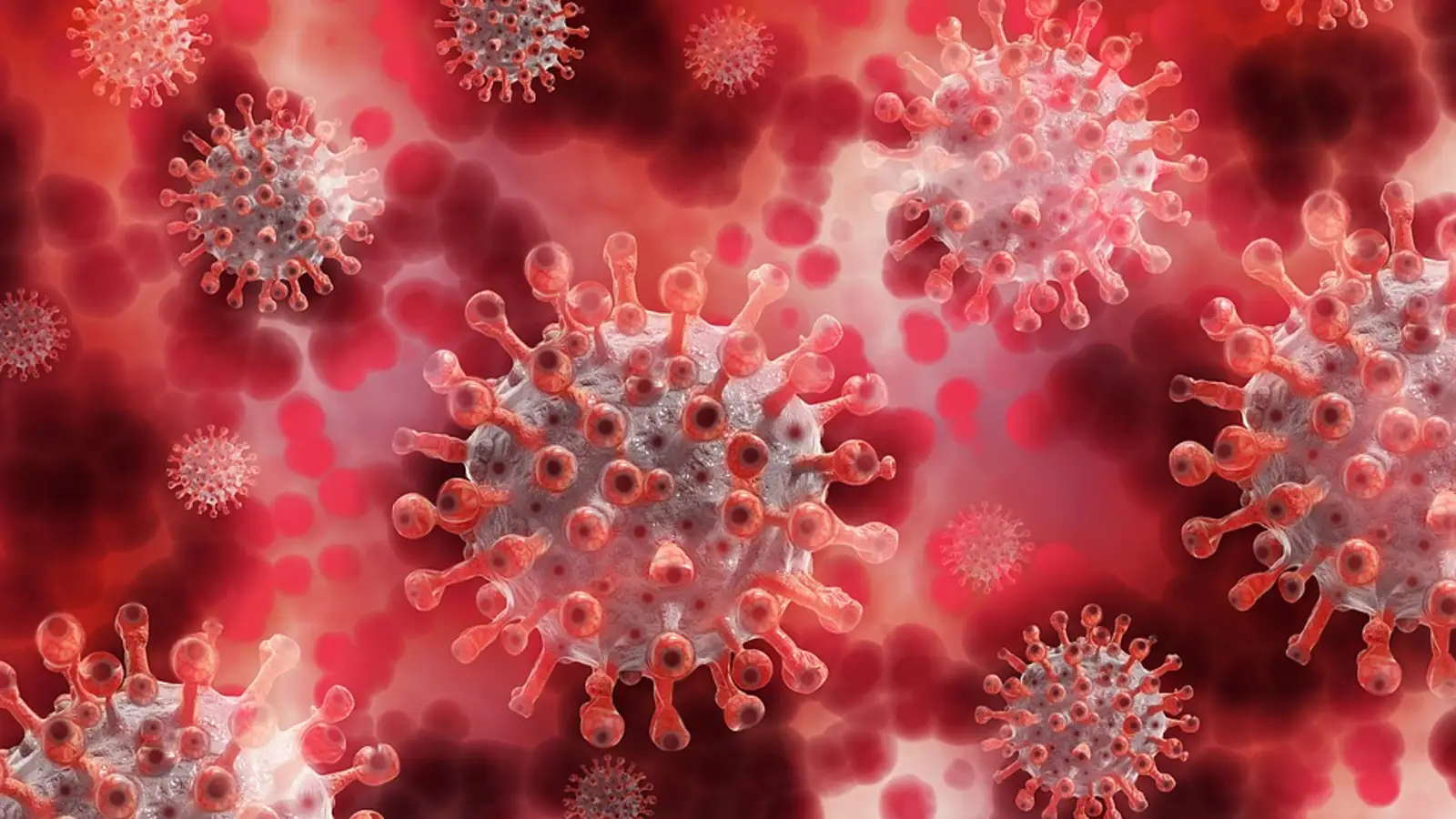 coronavirus 97