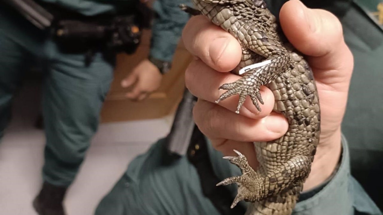 desarticulada organizacion venta droga posesion reptiles exoticos sierra norte