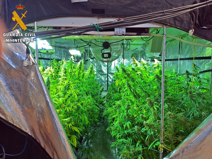 desmantelada plantacion nave industrial Guareña dos invernaderos 440 plantas badajoz 5