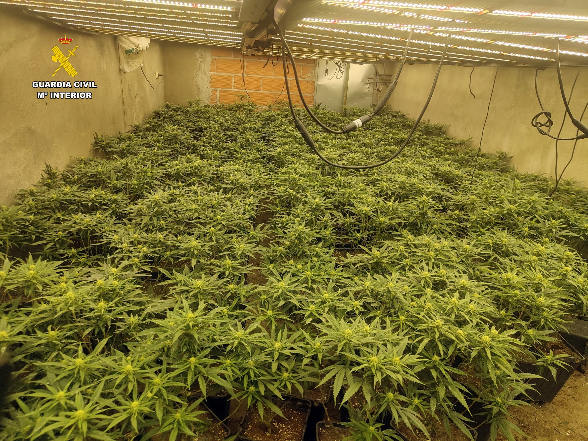 editada2 plantacion