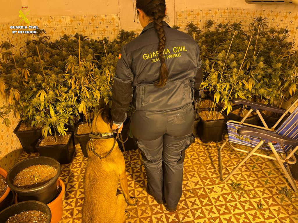 foto1 plantacion