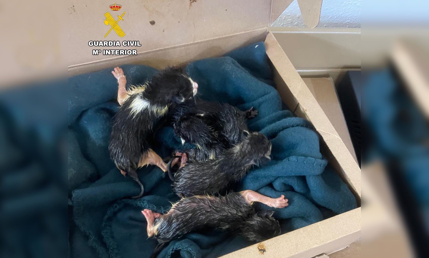 foto seprona huesca 090425