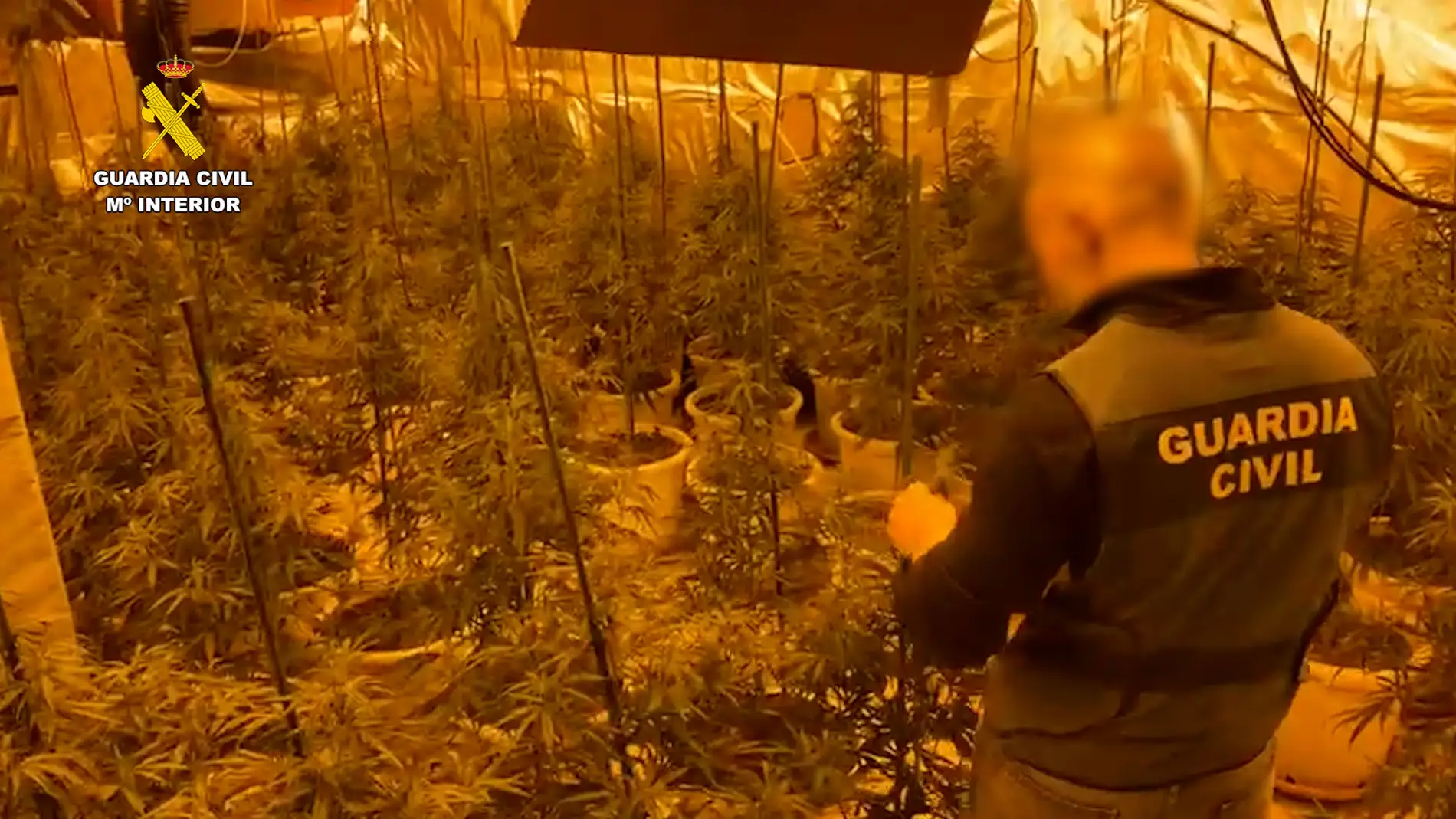 guardia civil valencia desmantela grupo dedicado cultivo elaboracion drogas