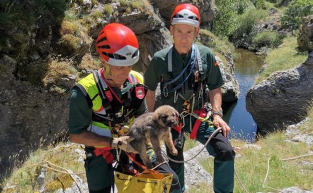 guardia civil salva cachorros