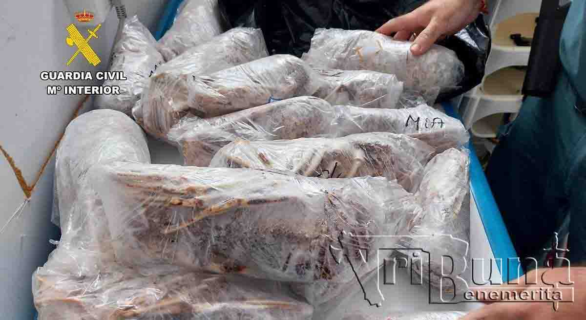 guardia civil interviene 35 kilos producto pesquero ilegal restaurante