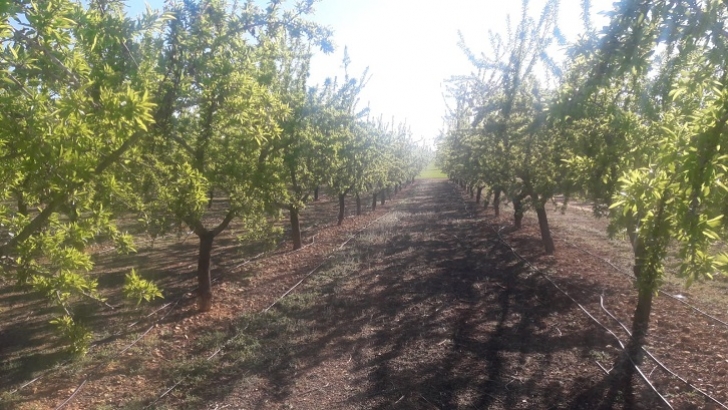 guardia civil valladolid almendros 03