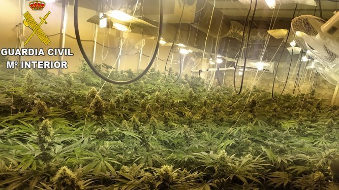 interior plantacion mariahuana