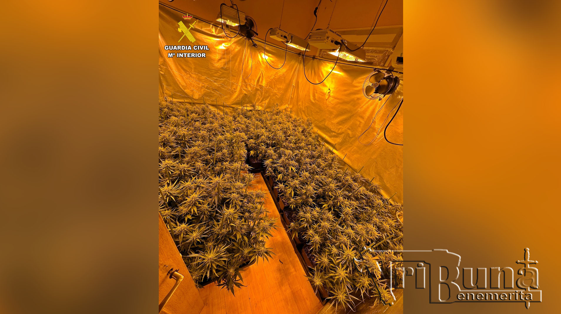 invernaderos indoor 3