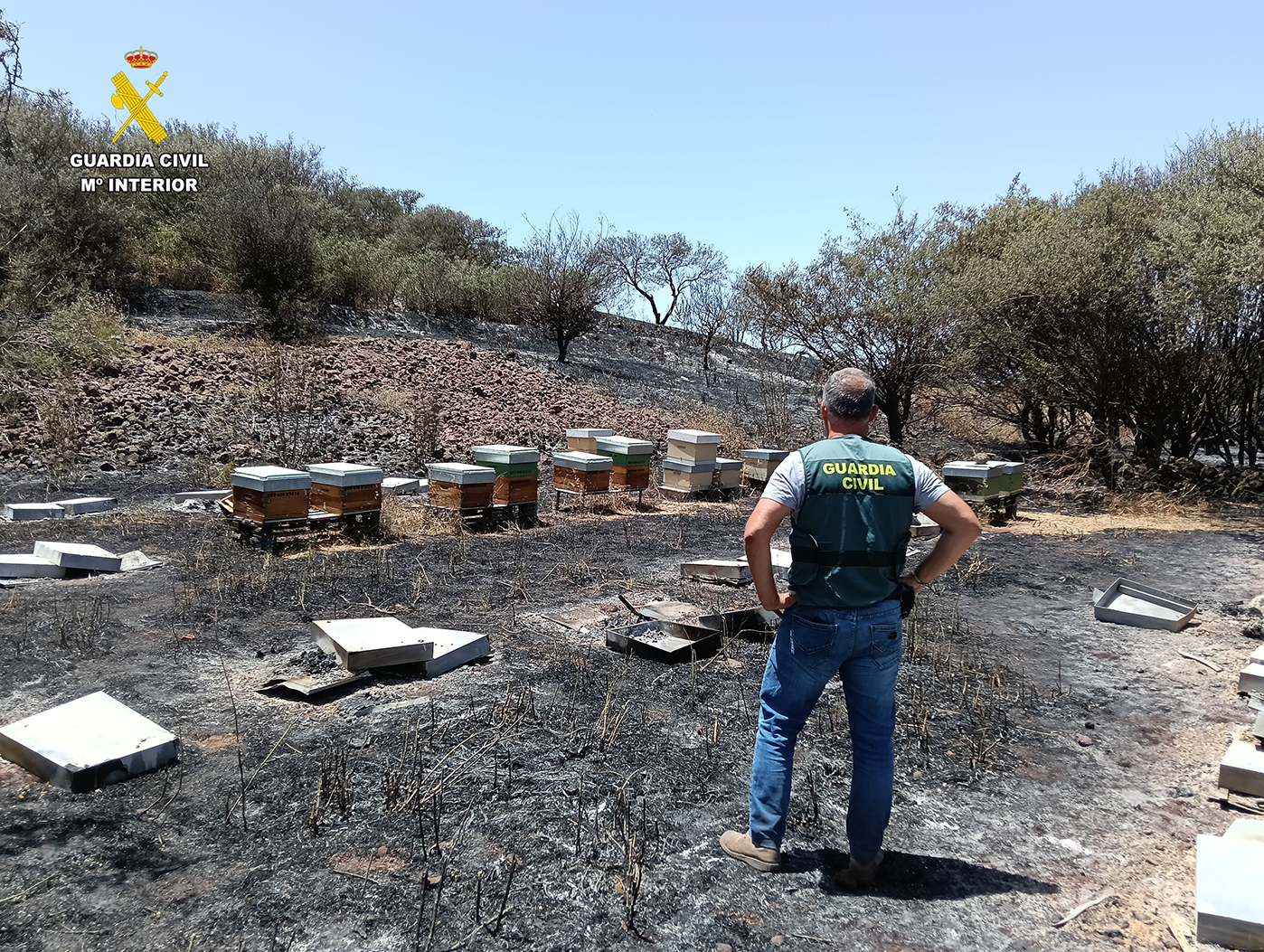 investigacion incendio colmenas .jpg