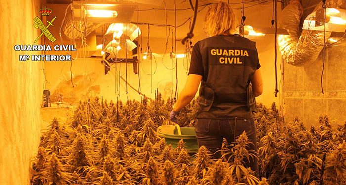 la guardia civil desmantela una plantacion indoor de marihuana en torrejon del rey