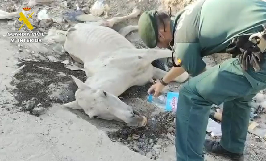 maltrato animal 130426