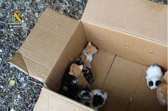 maltrato animal gatitos
