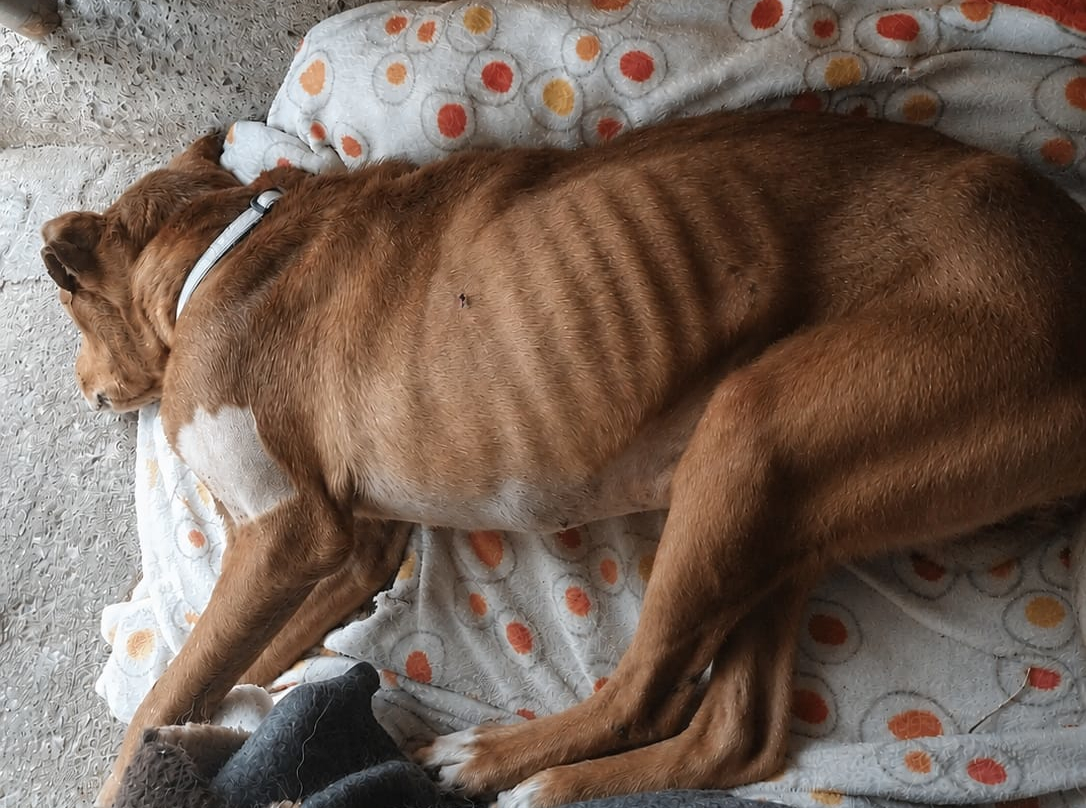 maltrato animal1