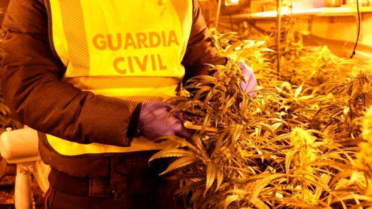 marihuana gc 241 945106 20230510175214