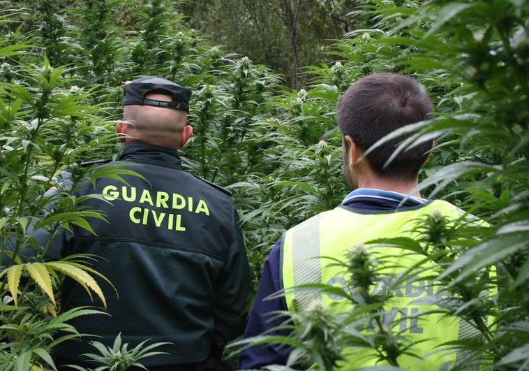 marihuana plantacion guardia civil recurso