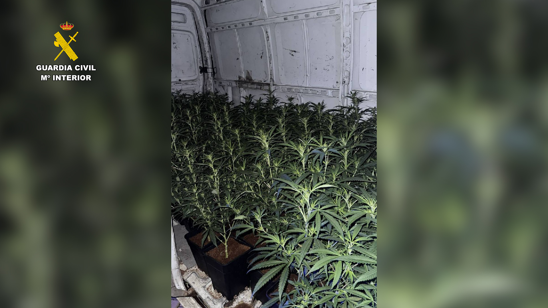 marihuana escalona