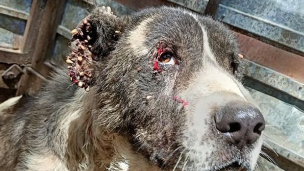 perro rescatado granada