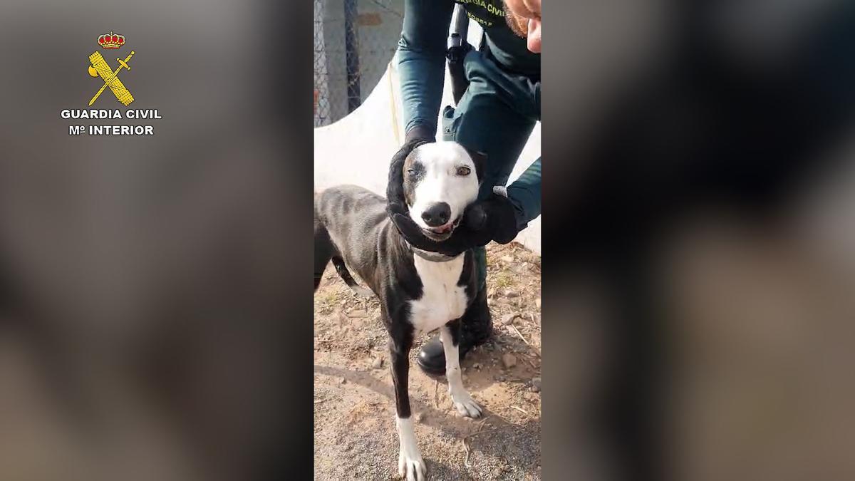 perro amputado castellón