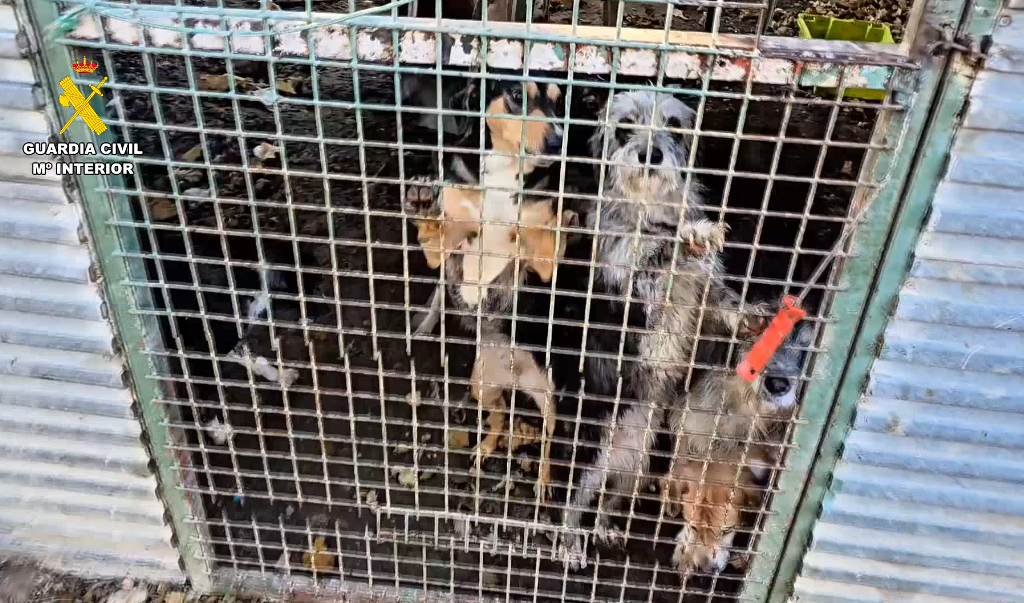 perros zaragoza