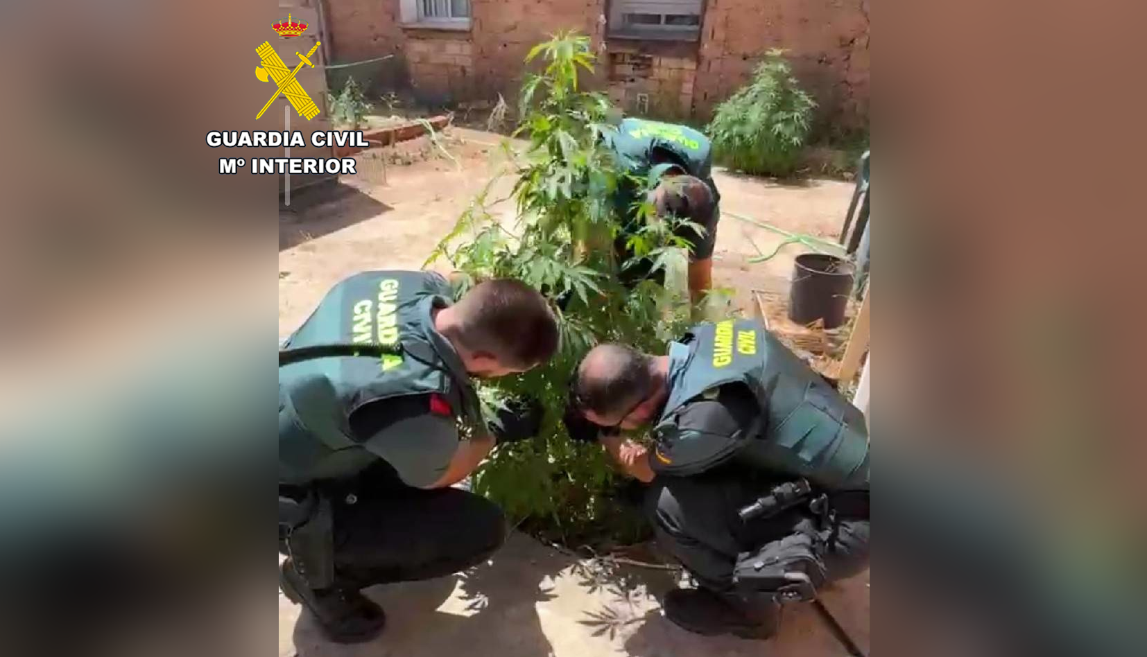 planta Escudo
