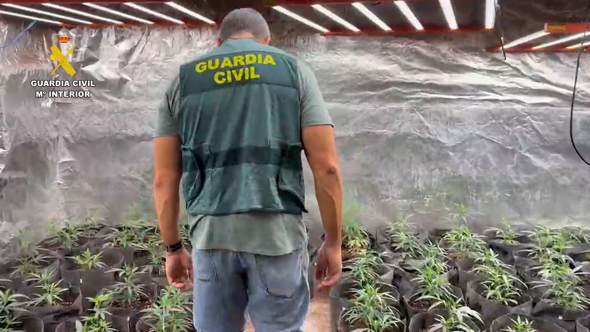 plantacion 33