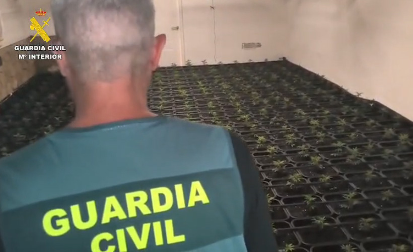 plantacion cadiz 2