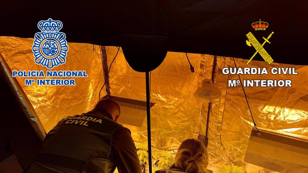 plantacion de marihuana en interior