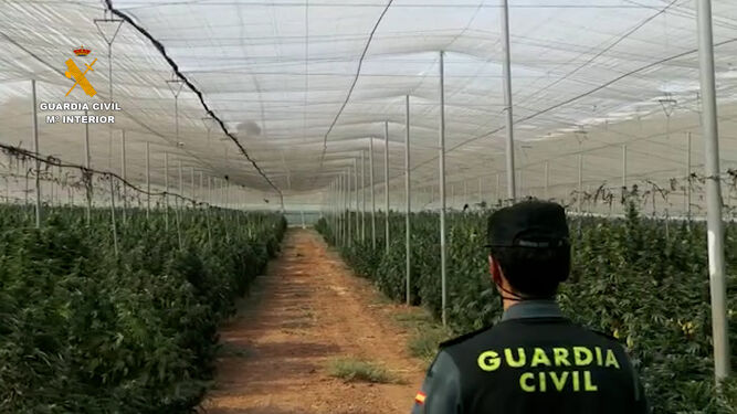 plantacion descubierta Granada