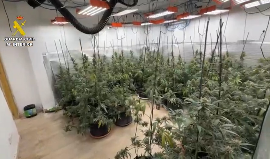 plantacion madrid 17022026