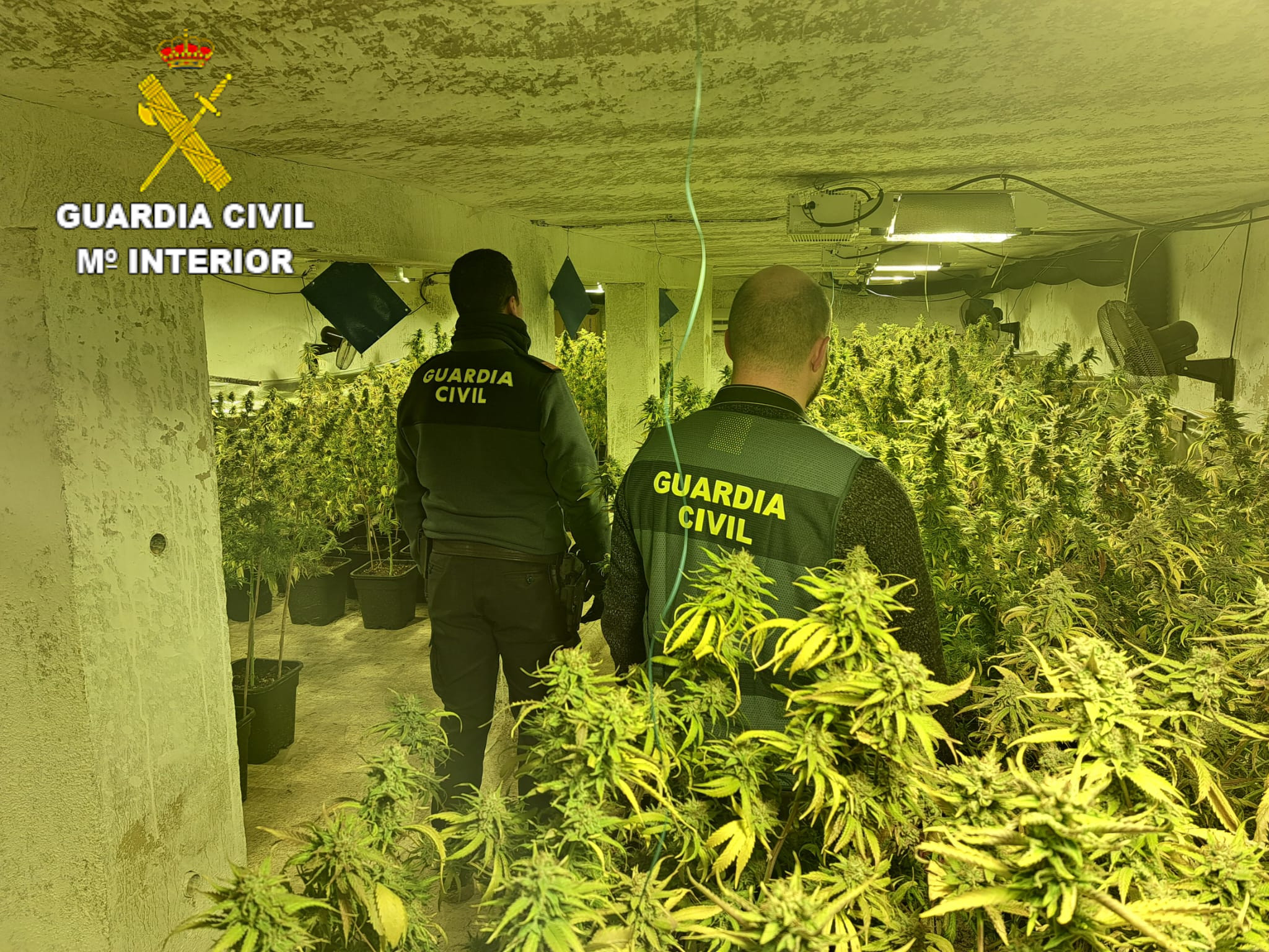 plantacion cuenca