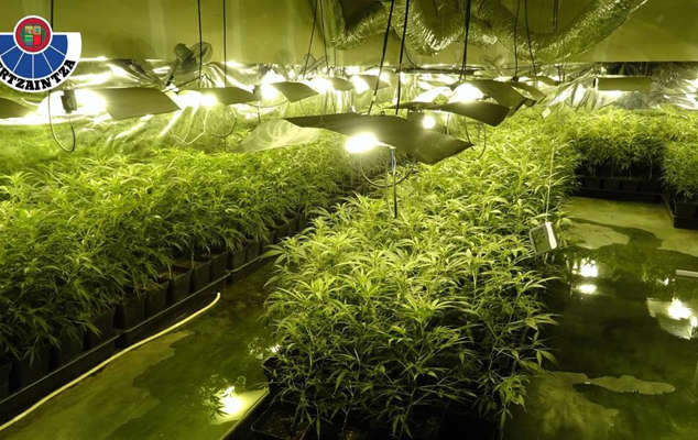 plantacion ertzaina
