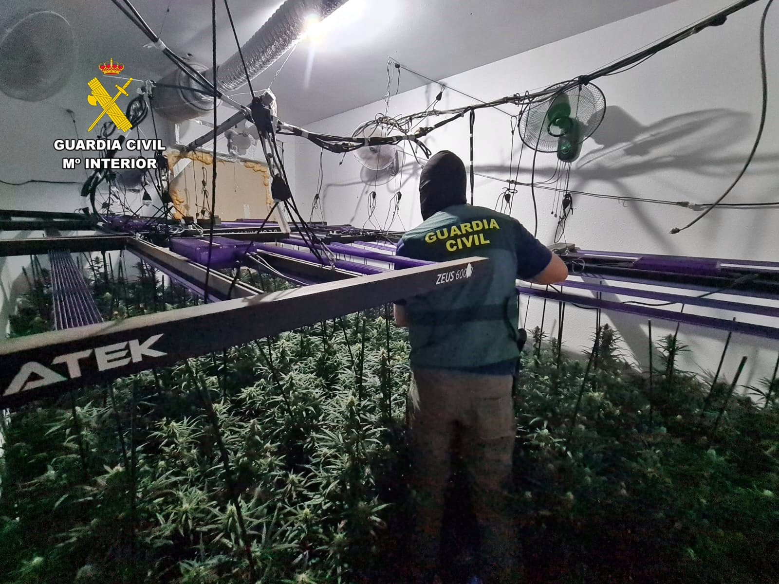 plantacion marihuana