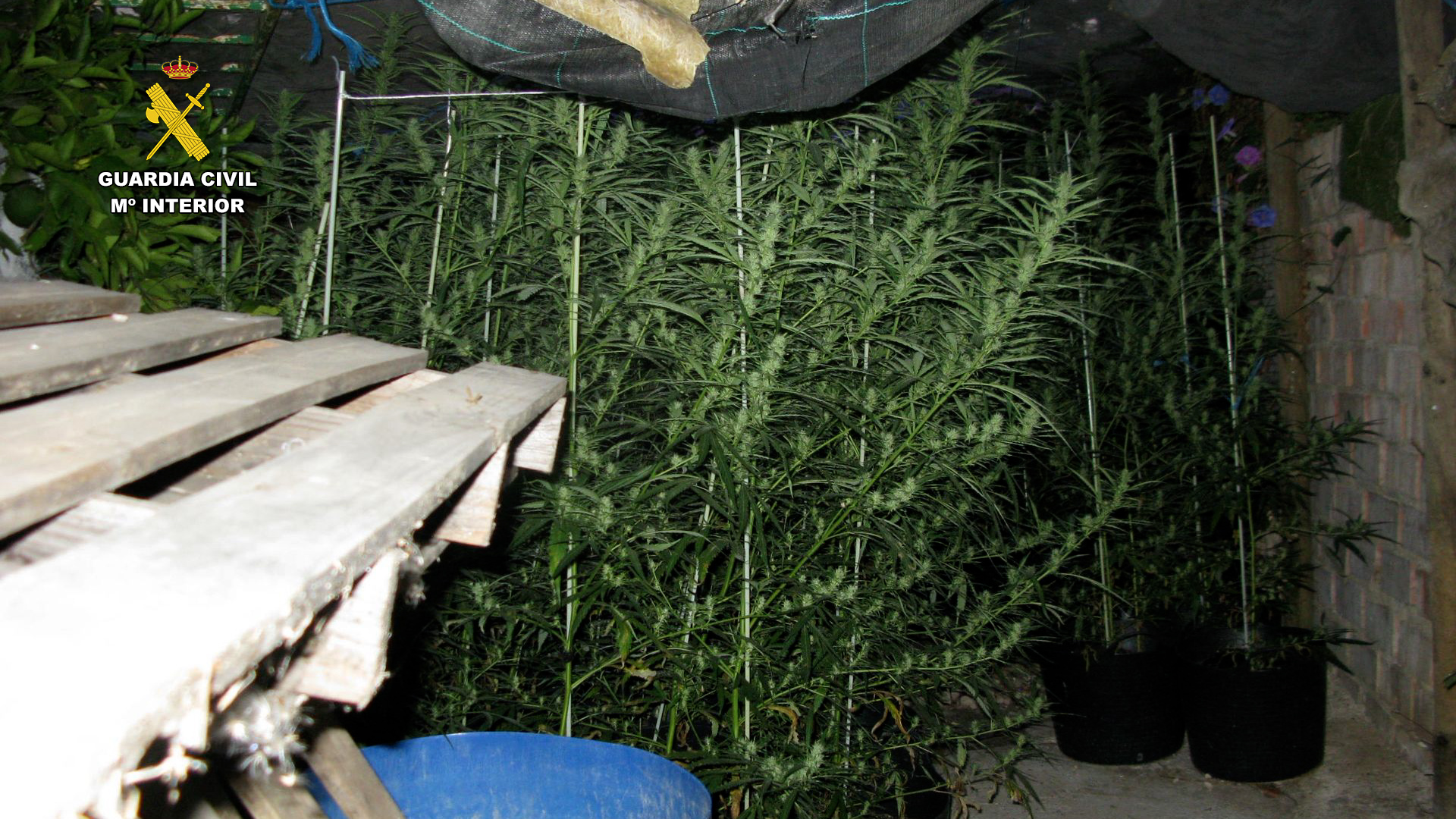 plantacion marihuana cadiz foto3